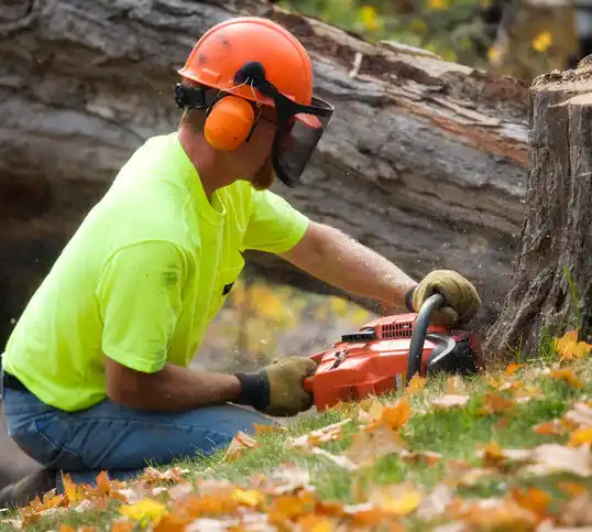 tree services North Arlington